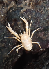 Munidopsis polymorpha