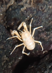 Munidopsis polymorpha