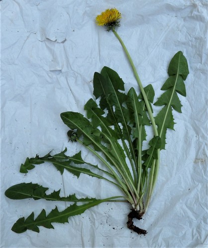 irregular-bracted dandelion (Taraxacum coartatum)