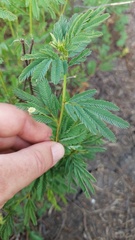 Desmanthus acuminatus