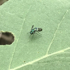 Condylostylus occidentalis