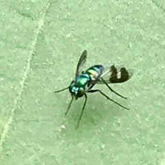 Condylostylus occidentalis