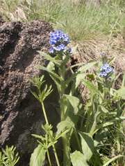 Cynoglottis barrelieri
