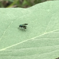 Condylostylus occidentalis