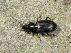 Agonum punctiforme
