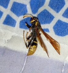 Polistes xanthogaster