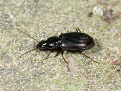 Agonum punctiforme