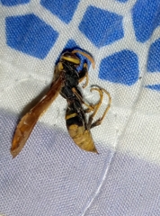 Polistes xanthogaster