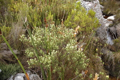 Cyclopia meyeriana