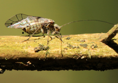 Psococerastis gibbosa