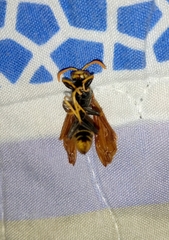 Polistes xanthogaster