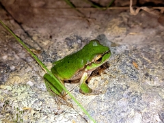 Ranoidea pearsoniana