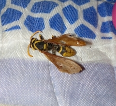 Polistes xanthogaster