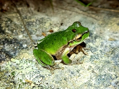 Ranoidea pearsoniana