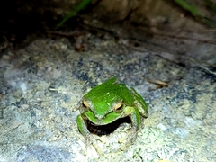 Ranoidea pearsoniana