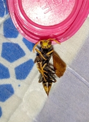 Polistes xanthogaster