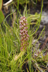 Disa obtusa