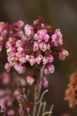 Erica tegulifolia