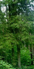 Picea abies