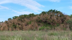 Chloroleucon tenuiflorum