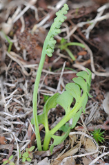 Botrychium simplex compositum