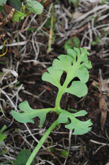 Botrychium simplex compositum