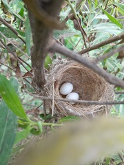 Microspingus melanoleucus