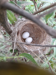 Microspingus melanoleucus