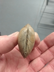 Ruditapes decussatus