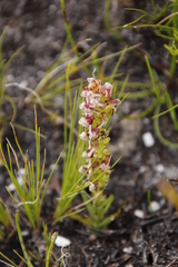 Disa obtusa