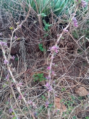 Indigofera leucoclada image