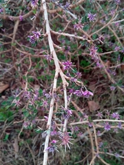 Indigofera leucoclada image