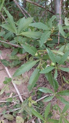 Cissus palmata