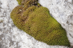 Hypodontium