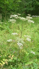 Angelica sylvestris