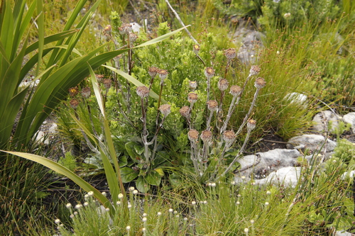 Image of Mairia robusta by (c) Tony Rebelo, some rights reserved (CC BY-SA)