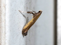Caloptilia azaleella