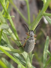 Epicauta adspersa