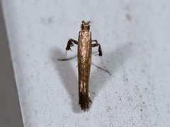 Caloptilia azaleella