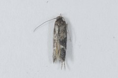 Mompha subbistrigella