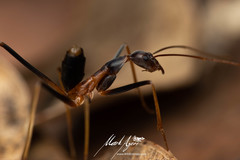 Leptomyrmex rothneyi