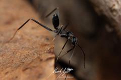 Leptomyrmex mjobergi