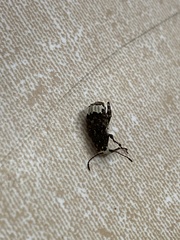 Tropiderini