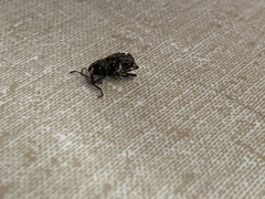 Tropiderini