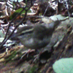 Urosphena squameiceps