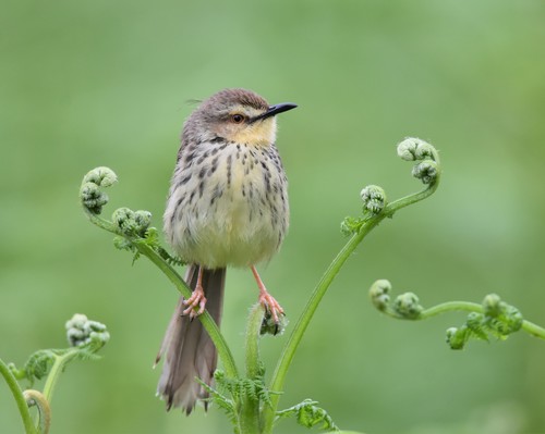 Drakensberg Prinia (Prinia hypoxantha), photo 3