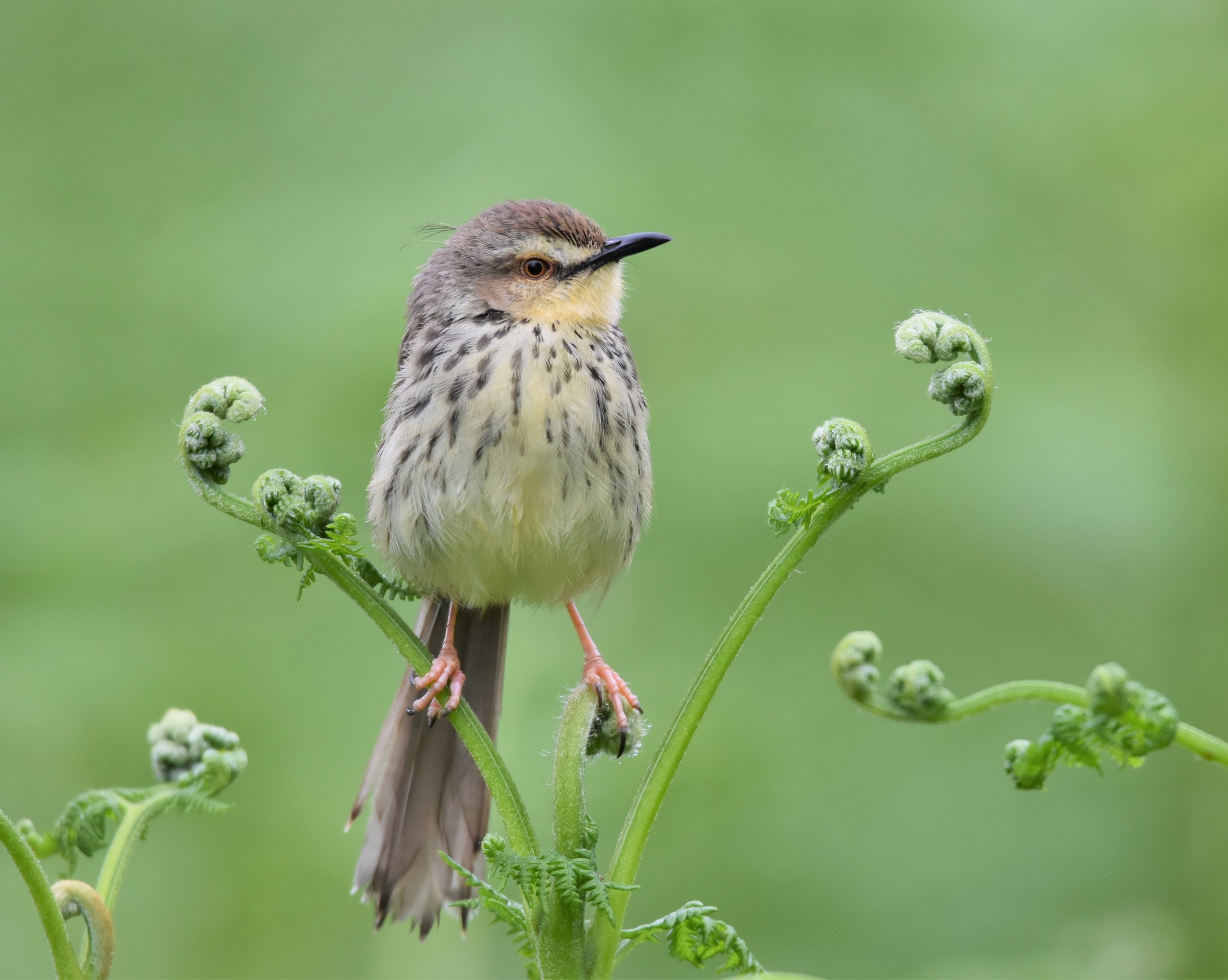 Drakensberg Prinia (Prinia hypoxantha)