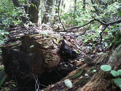 Urosphena squameiceps