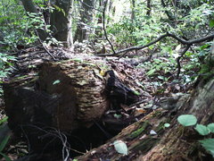 Urosphena squameiceps