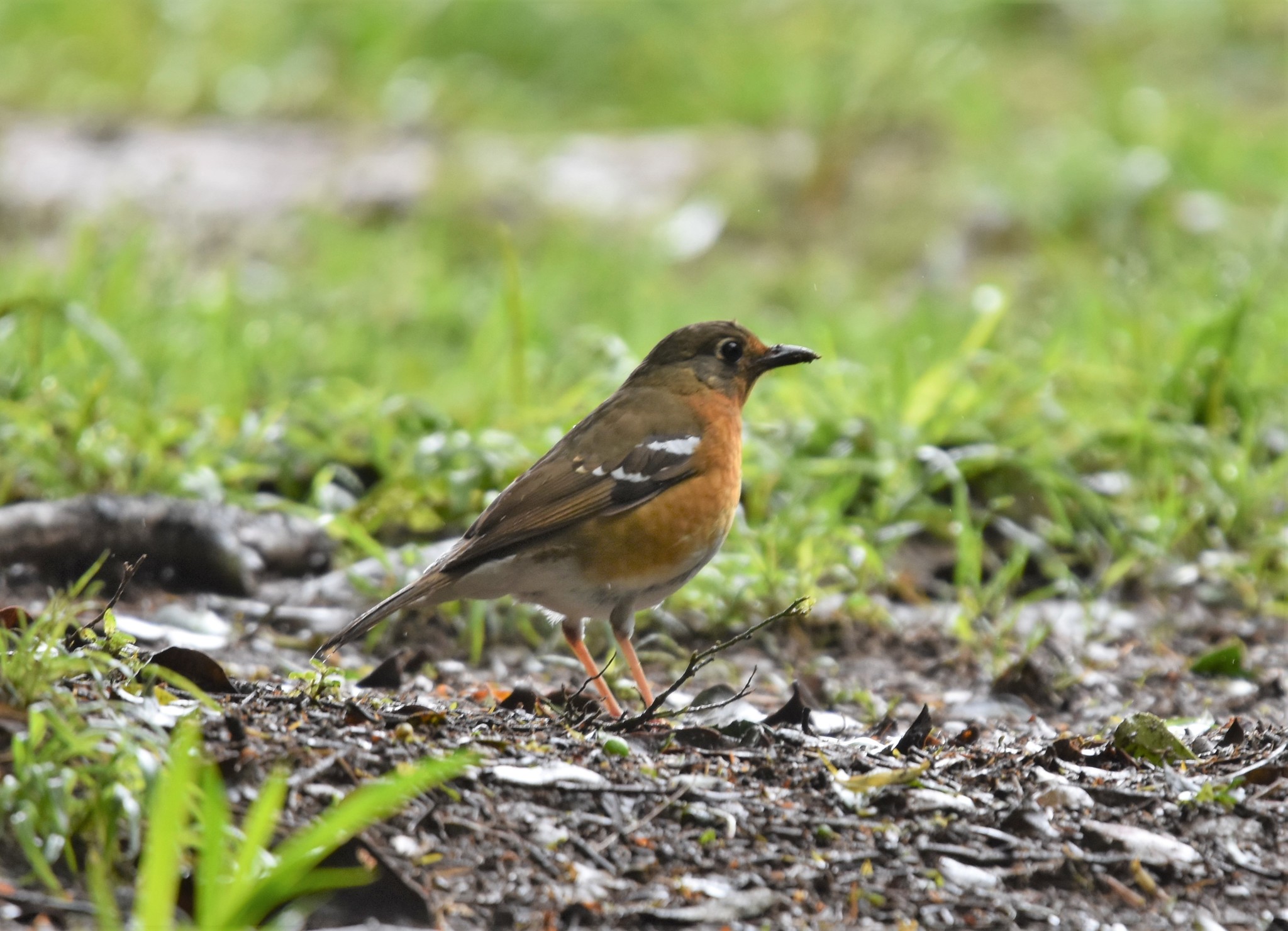 Orange Ground Thrush (Geokichla gurneyi), photo 7